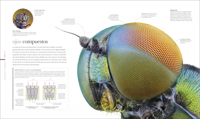 Vida microscópica - Imagen 5
